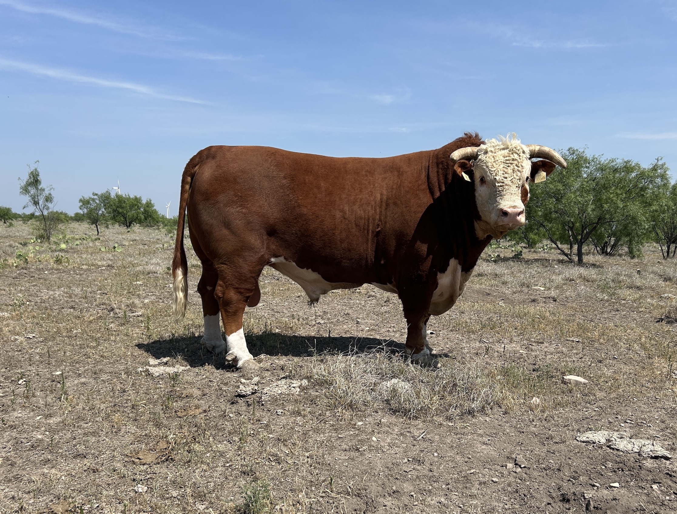 Sires Page | Case Ranch